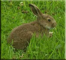 rabbit